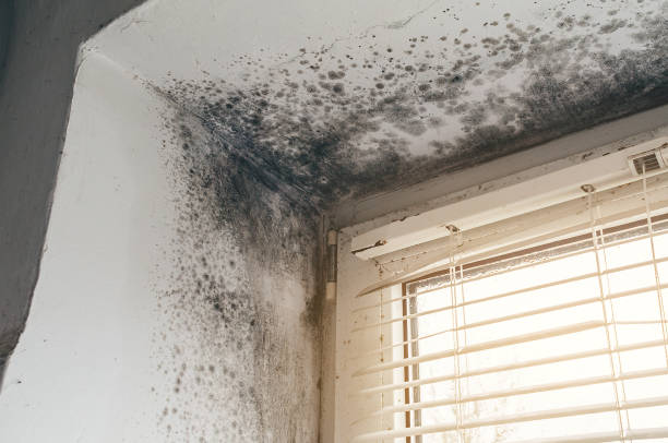Trusted Bathroom Mold Removal service in Bergenfield, NJ - Cheap Mold Removal