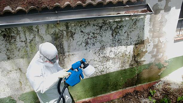 Trusted Basement Mold Remediation service in Bergenfield, NJ - Cheap Mold Removal